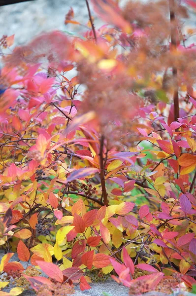 Leafs Micro blízko vyskočila — Stock fotografie