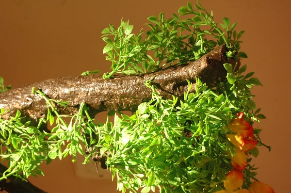 Micro schoten dicht omhoog bladeren — Stockfoto