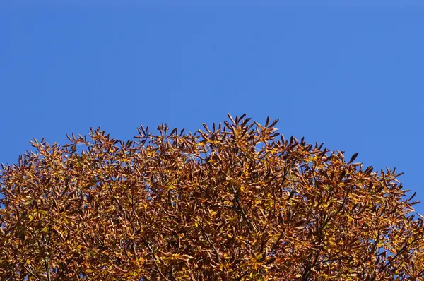 Mikroaufnahme von Blättern aus nächster Nähe — Stockfoto