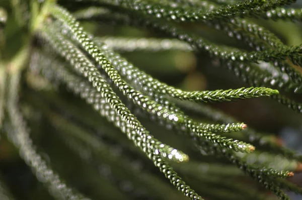 Foglie Micro colpo da vicino — Foto Stock