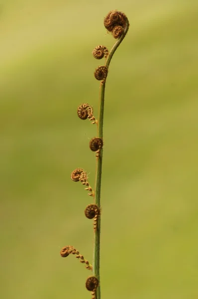 Folhas fechar Micro tiro — Fotografia de Stock