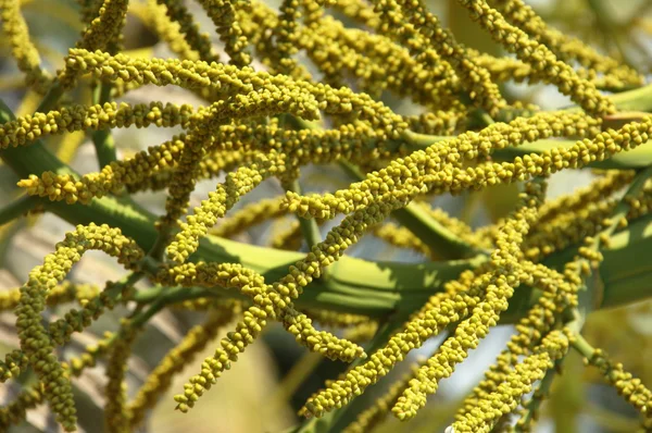 Yakından ateş mikro yapraklar