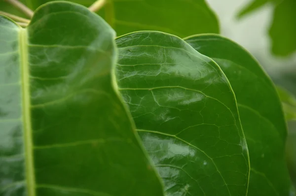 Leafs zblízka střílel Micro — Stock fotografie