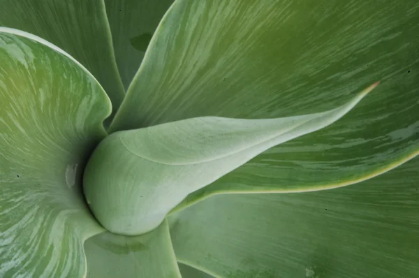 Leafs close up Micro shot — Stock Photo, Image