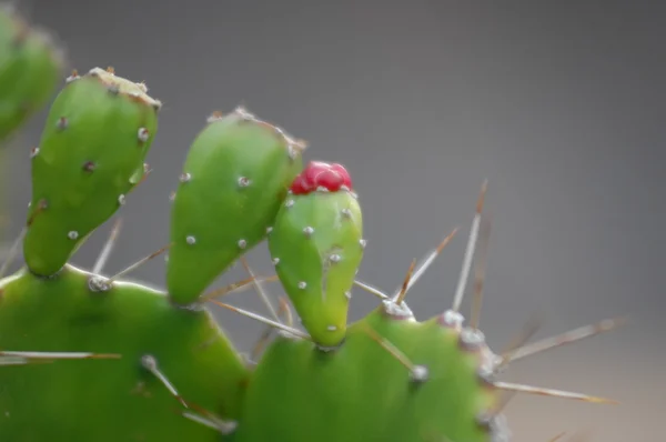 Folhas fechar Micro tiro — Fotografia de Stock