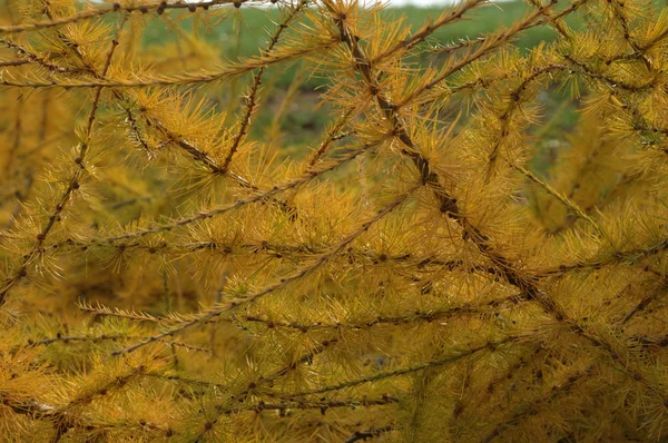 Лифс закрыть Micro выстрел — стоковое фото