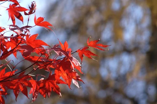 Leafs close-up Micro schot — Stockfoto