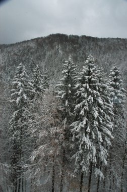 Bahçedeki ağaçlar ve park