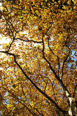 Bahçedeki ağaçlar ve park