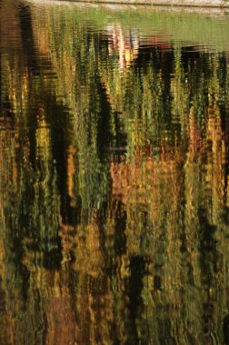 Bahçedeki ağaçlar ve park