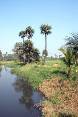 Bahçedeki ağaçlar ve park