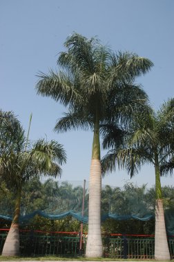 Bahçedeki ağaçlar ve park