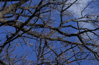 Bahçedeki ağaçlar ve park