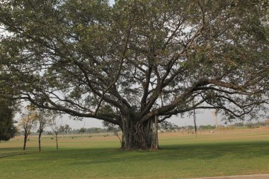 Bahçedeki ağaçlar ve park