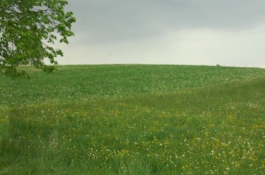 Bahçedeki ağaçlar ve park