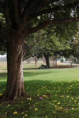 Bahçedeki ağaçlar ve park