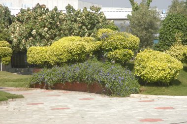 Bahçedeki ağaçlar ve park