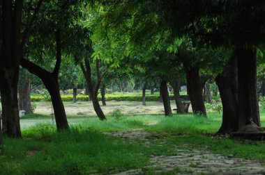 Bahçedeki ağaçlar ve park