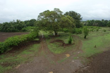 Bahçedeki ağaçlar ve park