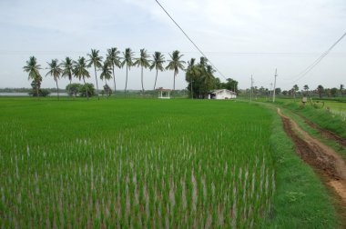 Bahçedeki ağaçlar ve park