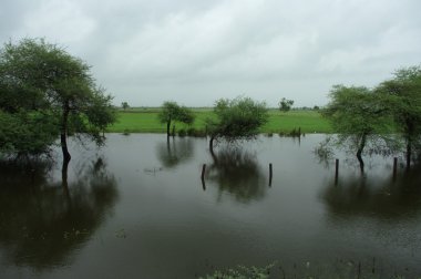 Bahçedeki ağaçlar ve park