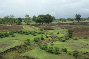 Bahçedeki ağaçlar ve park