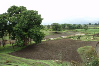 Bahçedeki ağaçlar ve park