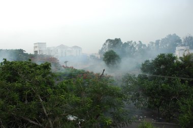 Bahçedeki ağaçlar ve park