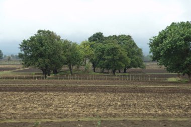 Bahçedeki ağaçlar ve park