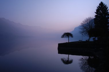 Bahçedeki ağaçlar ve park