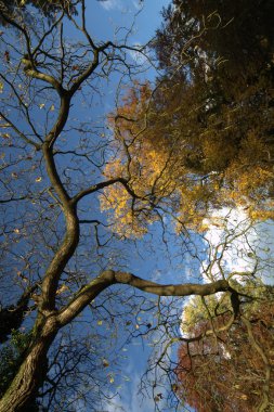 Rüzgardaki ağaçlar