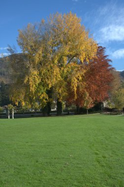 Rüzgardaki ağaçlar