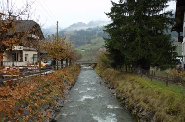 Rüzgardaki ağaçlar