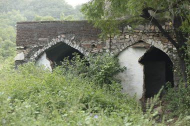 Rüzgardaki ağaçlar