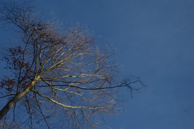 Rüzgardaki ağaçlar