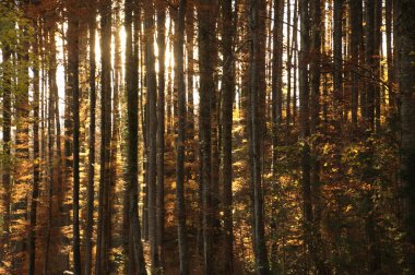 Rüzgardaki ağaçlar