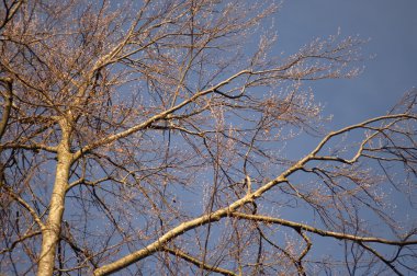 Rüzgardaki ağaçlar