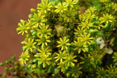 Rüzgardaki ağaçlar