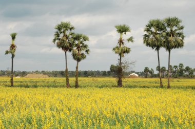 Rüzgardaki ağaçlar