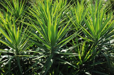 Rüzgardaki ağaçlar