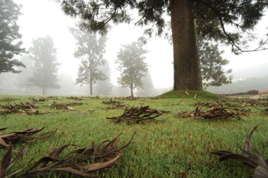 Rüzgardaki ağaçlar