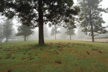 Rüzgardaki ağaçlar