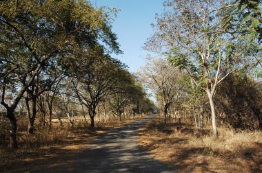 Rüzgardaki ağaçlar