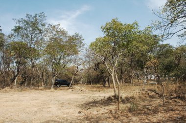 Rüzgardaki ağaçlar