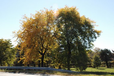 Rüzgardaki ağaçlar