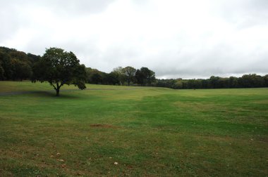 Rüzgardaki ağaçlar