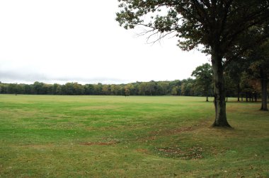 Rüzgardaki ağaçlar