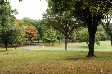 Rüzgardaki ağaçlar