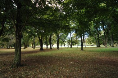 Rüzgardaki ağaçlar