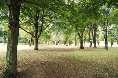 Rüzgardaki ağaçlar